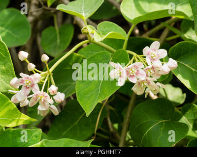 Cluster von Rosa zentriert weißen Blüten im Sommer blühenden laubabwerfende Kletterpflanze, Dregea sinensis Stockfoto