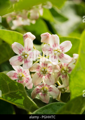 Cluster von Rosa zentriert weißen Blüten im Sommer blühenden laubabwerfende Kletterpflanze, Dregea sinensis Stockfoto