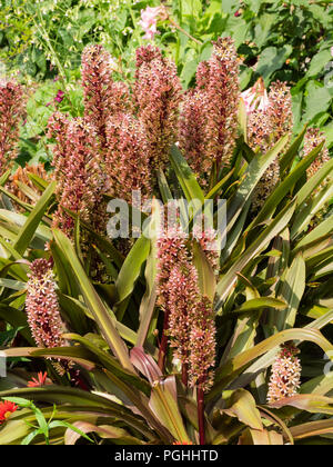 Aufrechte spikes der dunklen roten und weißen Blumen Kontrast mit Bronze Laub der Hälfte - Eucomis comosa winterhart Lampe "schäumend Burgund' Stockfoto