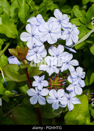 Hellblauen Blumen der Ausschreibung Kap figwort, Plumbago capensis, eine Ausschreibung, die Kriechen Strauch Stockfoto