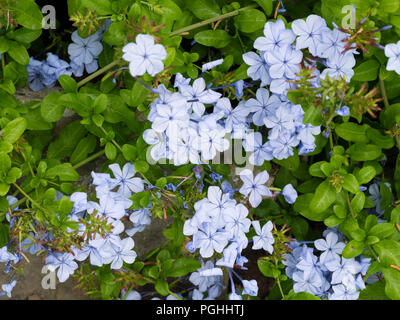 Hellblauen Blumen der Ausschreibung Kap figwort, Plumbago capensis, eine Ausschreibung, die Kriechen Strauch Stockfoto