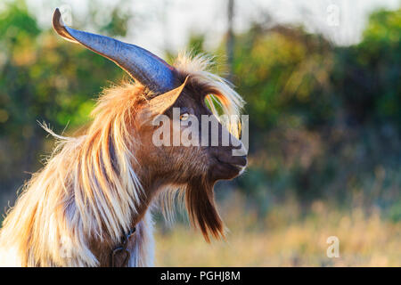 Ziege mit langen Haaren und langen Hörner Stockfoto