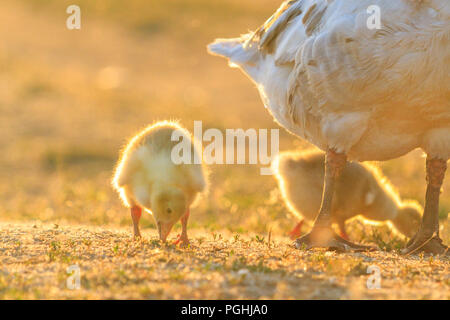 Kleine gans Weiden bei Sonnenuntergang in der Nähe der Beine der Mutter Stockfoto