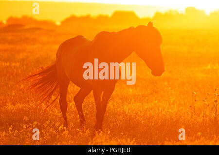 Silhouette eines Pferdes im Feld bei Sonnenuntergang Stockfoto