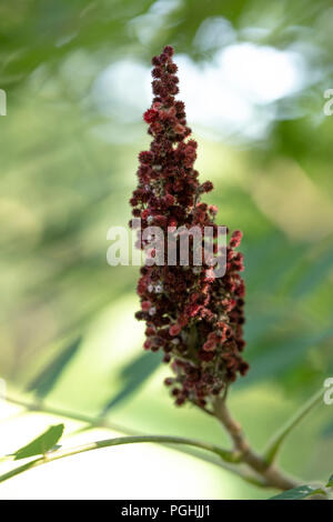 Blume von Rhus Typhina Staghorn Sumac Stockfoto