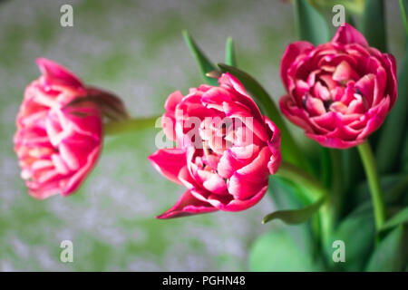 Columbus Tulpen in der Vase Stockfoto