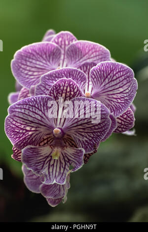 Phalaenopsis Orchidee - Weiß mit lila Streifen Stockfoto