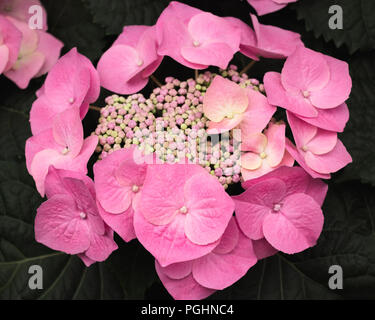 Rosa Hortensie / Hortensia Stockfoto