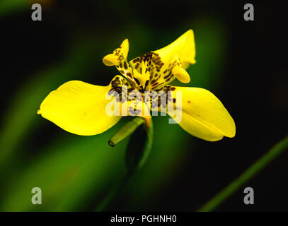 Gelber Orchideenblüte auf dunklem Hintergrund Stockfoto