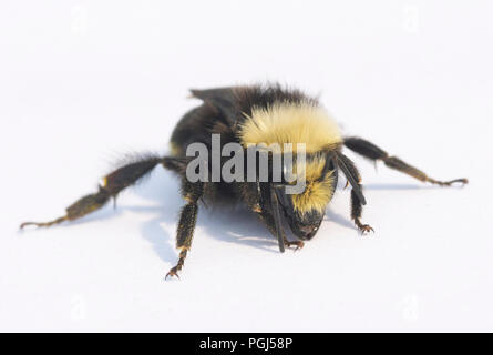 Gelb - konfrontiert, Hummel (Bombus vosnesenskii) Oregon Küste Stockfoto