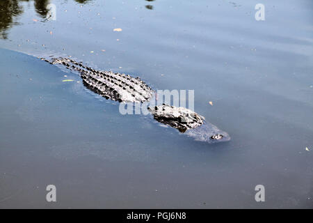 Ein Blick auf ein Aligator in Florida Stockfoto