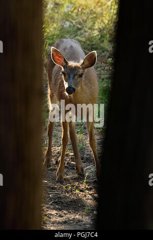 Ein junges Schwarzwänzchen-Weibchen (Odocoileus hemionus columbianus); schaut zwischen zwei Baumstämmen auf, während sie sich von etwas grüner Vegetation ernährt Stockfoto