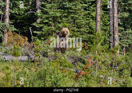 Ein Grizzly Bär (Ursus arctos); in ihrem Haus Lebensraum Ausstieg aus der dichten Wald in ländlichen Alberta, Kanada. Stockfoto