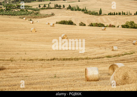 Großen Rundballen Heu in den Hügeln der Toskana, Italien Stockfoto