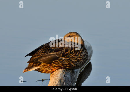 Ein horizontales Bild eines weiblichen Stockente (Anas platyrhynchos); ruht auf einem versunkenen Am beaver Teich in Hinton Alberta Kanada anmelden. Stockfoto