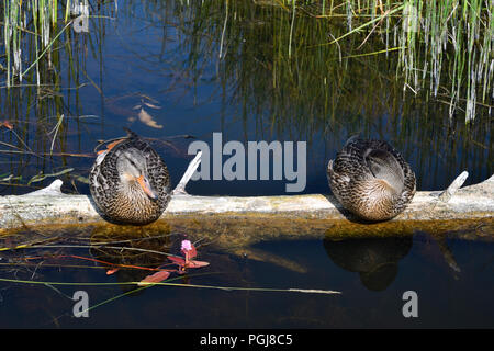 Zwei weibliche Stockenten (Anas platyrhynchos), auf einer schwimmenden Anmelden am Rande eines ruhigen See in ländlichen Alberta Kanada sitzen. Stockfoto