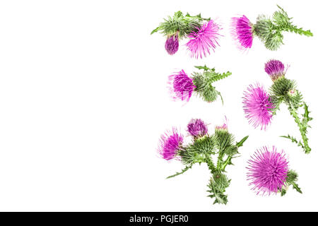 Mariendistel Blume auf weißem Hintergrund mit Kopie Platz für Ihren Text isoliert. Ansicht von oben. Flach Muster. Stockfoto