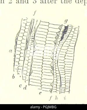 Bild von Seite 658 des "Lehrbuch der Geologie ... Dritte Auflage, überarbeitet und erweitert. Stockfoto