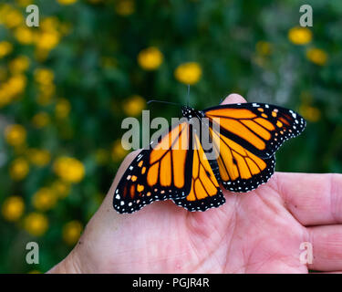 Ein frisch aufgetaucht monarch butterfly, danaus Plexippus, sitzen auf einer menschlichen Hand in einem Garten in Spekulant, NY, USA Stockfoto