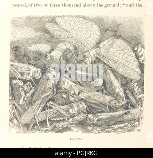 Bild von Seite 90 der "Was Darwin sah in seiner Reise um die Welt in das Schiff "Beagle." [Übersetzt und von "Journal der Forschungen in die Geologie und Naturgeschichte der verschiedenen Länder vi 0083 angepasst. Stockfoto
