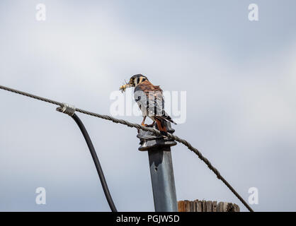 Männliche amerikanische Kestrel, Falco sparverius, Essen eine Heuschrecke Jefferson County, Colorado, USA, 26. August 2018 Stockfoto