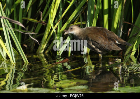 Eine atemberaubende juvenile (Gallinula chloropus) Moorhuhn Fütterung im Schilf am Rande eines Flusses. Stockfoto