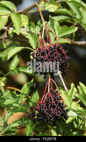 Zwei Trauben von reife Holunderbeeren wachsen auf dem Holunder (sambucus). Stockfoto