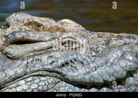 Großes Krokodil im Nationalpark in Kenia, Afrika Stockfoto