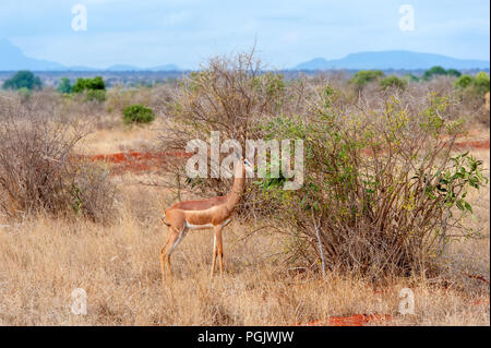 Gerenuk aufrecht Blätter, Nationalpark von Kenia, Afrika zu erreichen. Stockfoto