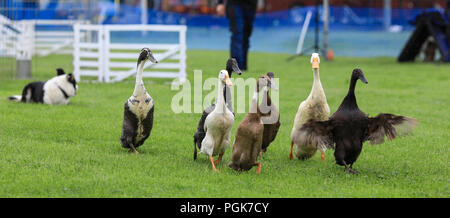 Ballycastle, Nordirland. Montag, 27 August, 2018. Eine Ente, die Beherrschung und Kontrolle der Schafe Hunde in die Ould Lammas Fair Die Ould Lammas Fair zu beweisen, ist die älteste Messe in Irland. Das Wort Lammas kommt von 'Laib Masse" - traditionell Gebackenes Brot aus der ersten Körner von Herbst wurden auf die Kirche verändern. Während eines Bezugszeitraums des 17. Jahrhunderts, Pferd Händler auf der Messe geströmt sind, zu kaufen und Tiere verkaufen, eine Tradition, die con Credit: Graham Service/Alamy leben Nachrichten Stockfoto