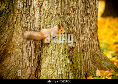 Eine wilde squirel in einem kalten sonnigen Herbsttag gefangen, lustig, niedlich Squirel wird auf dem Baum im Herbst Park. Farbenfrohe Natur, Herbst Jahreszeit Konzept Stockfoto