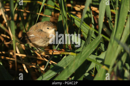 Eine nette junge Teichrohrsänger (Acrocephalus scirpaceus) auf ein Rohr in den Reed Bett. Er wartet auf seine Eltern wieder zu kommen und sie zu füttern. Stockfoto