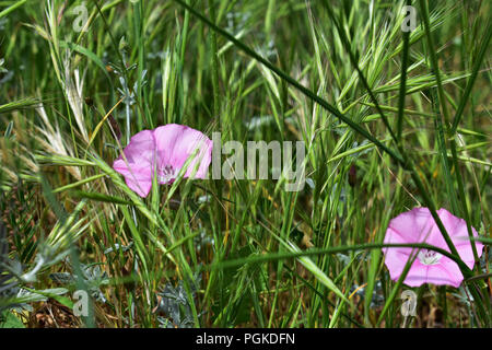 Schöne Kleine rosa Blumen versteckt im Gras Stockfoto