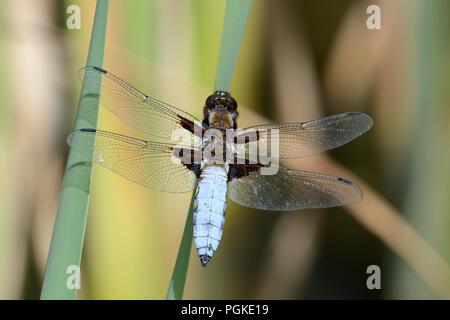 Plattbauch Libelle Libellula depressa Männlich Stockfoto