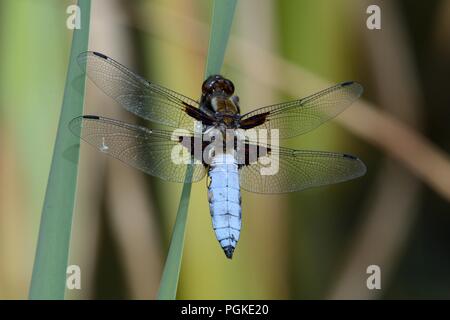 Plattbauch Libelle Libellula depressa Männlich Stockfoto