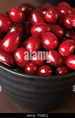 Eine helle rote Hartriegel in einer schwarzen Platte, ein gegensätzliches Bild auf einem dunklen Hintergrund Stockfoto