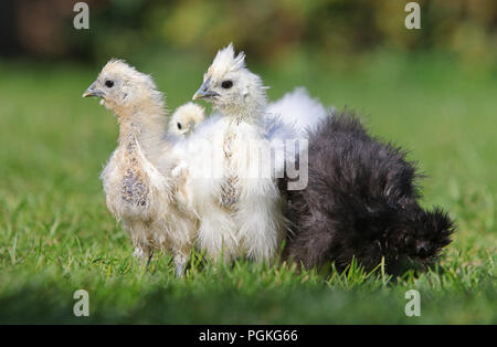Gruppe von ein wenig Hühner auf dem Gras, outdoor Stockfoto