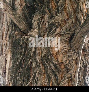 Schließen Sie herauf im Blick auf die Rinde der Osage orange tree, moraceae Familie. Dunkle, zerfurcht und schuppig Beschaffenheit. Grau, Orange- und Brauntönen gehalten. Muster wit Stockfoto