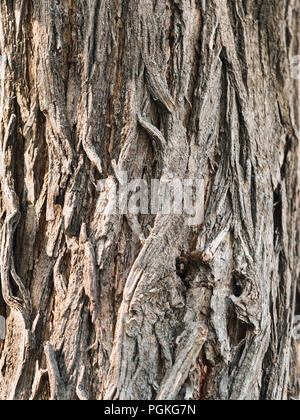 Close up im Freien Rinde von osage Orange Tree, moraceae Familie oder maclura Holz- Textur. Dunkle, zerfurcht und schuppig Beschaffenheit. Muster mit verschiedenen Sh Stockfoto