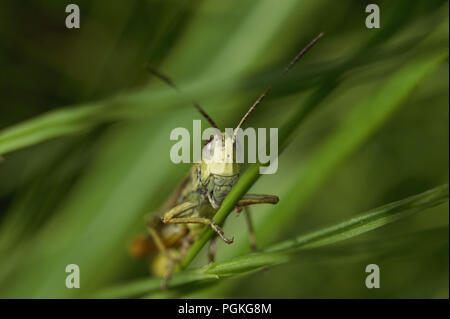 Grasshopper thront unter z-förmige Gräser, gegen eine verschwommene grüne Hintergrund isoliert. Stockfoto