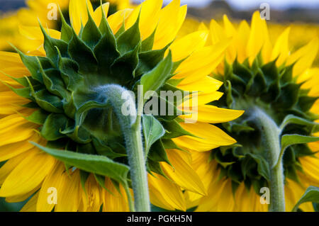 Sonnenblumen in White Hall, Maryland, USA. Stockfoto