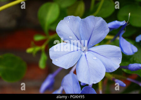 Imperial Blue Plumbago produziert große Cluster von deep sky blue Blumen vom frühen Sommer bis zum Herbst. Plumbago ist eine Hitze, Sonne und Trockenheit tolerant Stockfoto