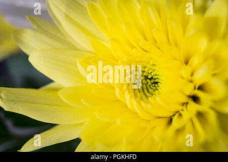 Chrysantheme, manchmal auch die Mütter oder chrysanths, blühenden Pflanzen der Gattung Chrysantheme in der Familie der Asteraceae. Stockfoto