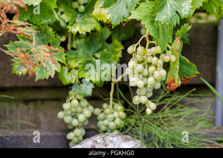 Große Trauben aus weißen Trauben hängen bereit für Traubensaft oder Rotwein abgeholt zu werden, Stockfoto