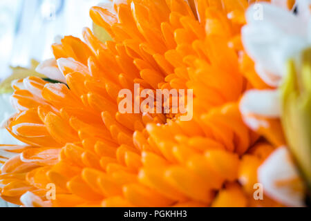 Chrysantheme, manchmal auch die Mütter oder chrysanths, blühenden Pflanzen der Gattung Chrysantheme in der Familie der Asteraceae. Stockfoto