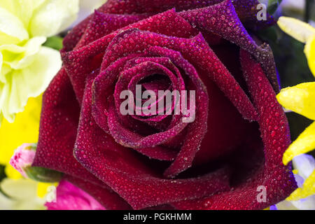 Rote Rosen sind am besten als Zierpflanzen für ihre Blumen in dem Garten bekannt und manchmal auch drinnen. Sie wurden auch für den kommerziellen Einsatz. Stockfoto