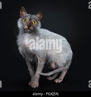 Cool Lykoi Werwolf cat Seite weisen/gehen geradeaus auf Objektiv, auf schwarzem Hintergrund Stockfoto