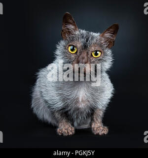 Cool Cat Lykoi Werwolf zur Festlegung nach vorne schauen, aggitated in Objektiv, auf schwarzem Hintergrund Stockfoto