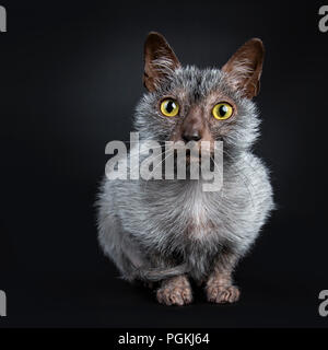 Cool Cat Lykoi Werwolf zur Festlegung nach vorne schauen, aggitated in Objektiv, auf schwarzem Hintergrund Stockfoto