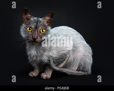 Cool Cat Lykoi Werwolf zur Festlegung der seitlich neben dem Kameraobjektiv, auf schwarzem Hintergrund suchen Stockfoto